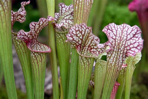 10 Tips For Growing Carnivorous Plants Bbc Gardeners World Magazine