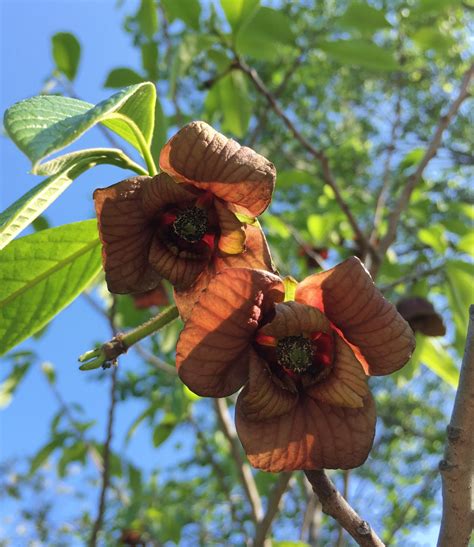 American Heritage Native Paw Paw Trees