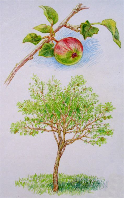 Apple Tree Branch Drawing at GetDrawings | Free download