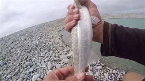 Big Yellow Eye Mullet On Sabiki Part Yellow Eyes Big Yellow Mullets