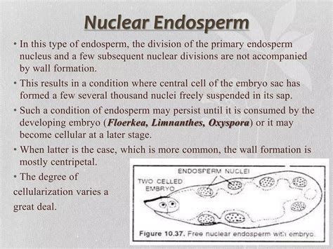 Endosperm | PPT