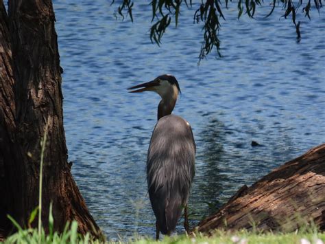 Img Great Blue Heron Stoneridge Lake Laban West Flickr