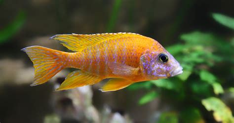 Peacock Cichlids Care and Breeding Guide - The Aquarium Guide