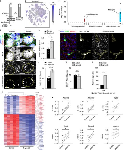 ADAM10 Is Increased In Neurons Within The Barrel Cortex Following