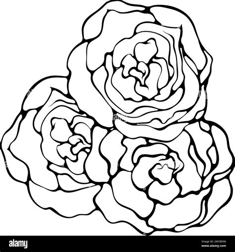 Three Roses Line Art Stock Vector Image And Art Alamy