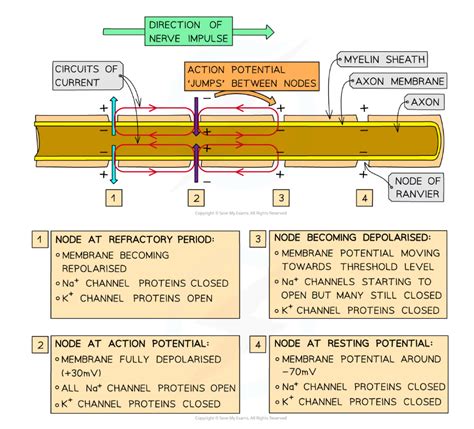 Edexcel A Snab A Level Biology Transmission Of Nerve