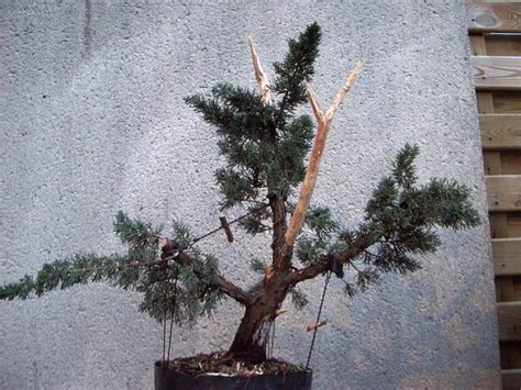 Juniperus Media Les Chuhin Et Autres Grands Bonsa Parlonsbonsai