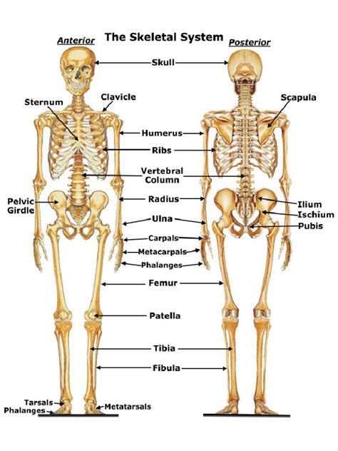 Skeletal System Diagram | PDF