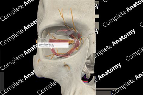 Nasociliary Nerve | Complete Anatomy