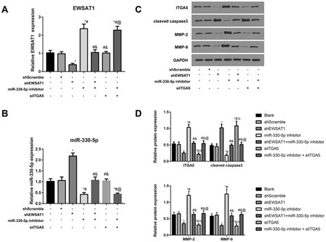 Expression Of EWSAT1 MiR 330 5p ITGA5 Cleaved Caspase 3 MMP 2 And