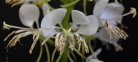 Research And Extension Center Virtual Herbarium Roadside Gaura Gaura