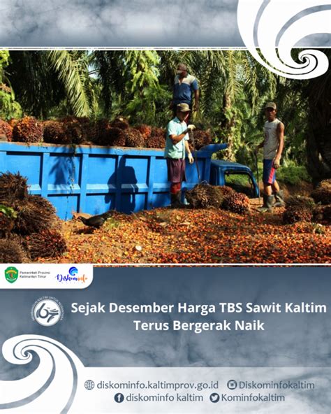 Sejak Desember Harga Tbs Sawit Kaltim Terus Bergerak Naik Diskominfo