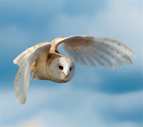 🔥 [40+] Owl Flying Wallpapers | WallpaperSafari