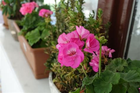 Flor De Geranio En Maceta Rosa Y Planta De Geranio En Flor Roja Foto