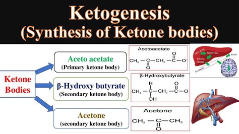 Ketone Body Synthesis Ketogenesis Formation Of Ketone Bodies