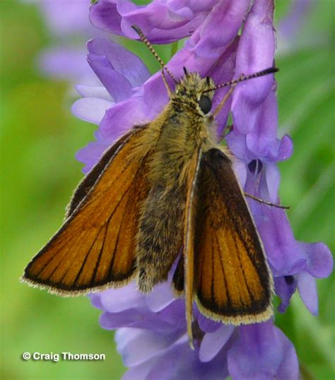 European Skipper Thymelicus Lineola Ochsenheimer Butterflies