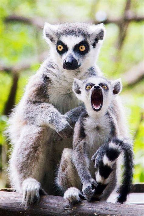 .Ring-tail Lemurs | Cute wild animals, Animals wild, Animals beautiful