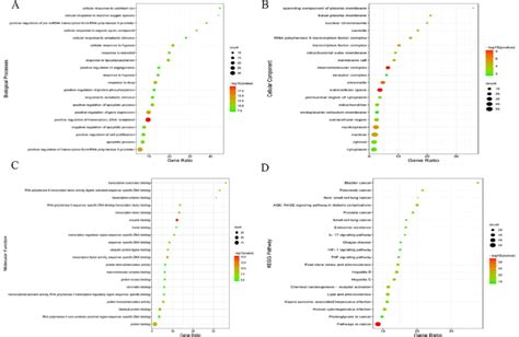 GO Biological Process And KEGG Pathway Enrichment Analysis Of The