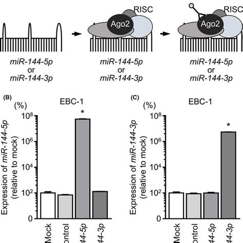 Expression Levels Of MiR1445p And MiR1443p In Clinical Lung