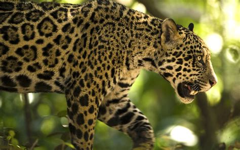 Un Video In Dito Muestra A Un Jaguar Cazando A Un Ocelote Por Primera