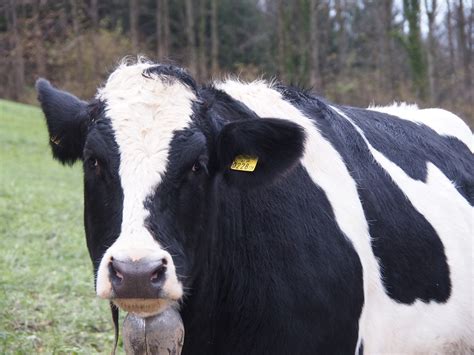 Detectado Un Caso De Vaca Loca En Una Explotaci N De El Sahugo