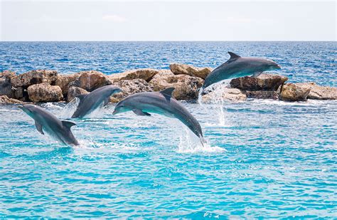 Snorkeling In Curacao The 10 Best Spots To Snorkel Sandals