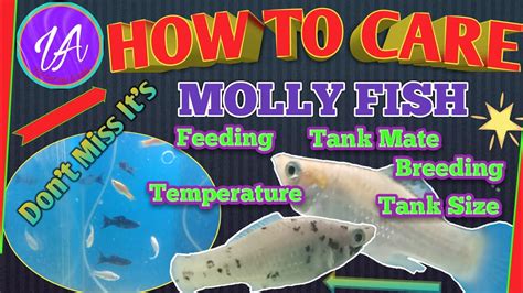 How To Care Molly Fish Molly Fish Care And Tips YouTube