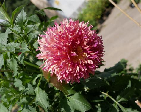 Dahlia 'Myrtle's Folly' tubers — Buy online at Farmer Gracy UK