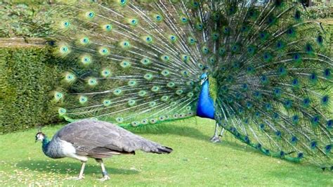 Amazing Peacock Dance • Youtube