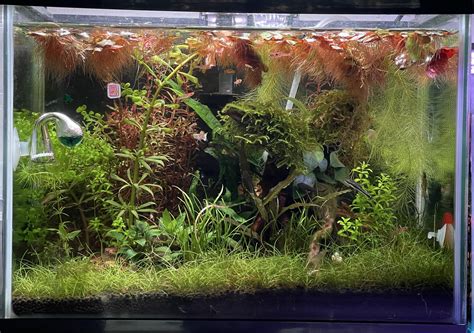 Algae 'mysteriously' disappear overnight : r/nanotank