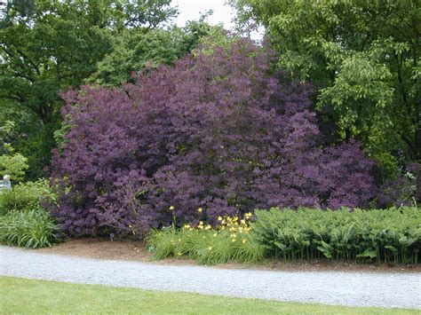 Purple smoke tree - gooLasi