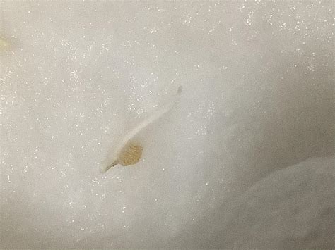 Tomato seeds germinating: is this hair or mold? : r/vegetablegardening