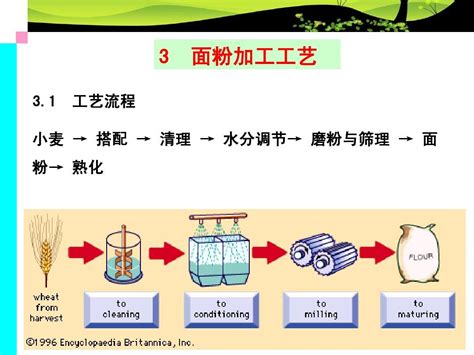 小麦制粉word文档在线阅读与下载无忧文档