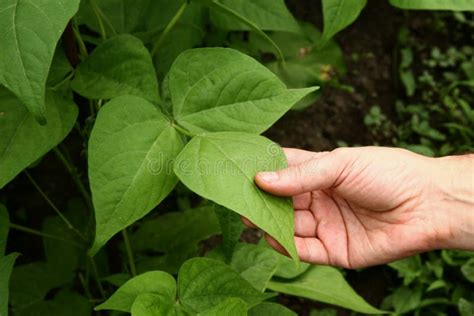 Uma M O Masculina Guarda Uma Planta De Feij Es Nova Em Um Jardim Da