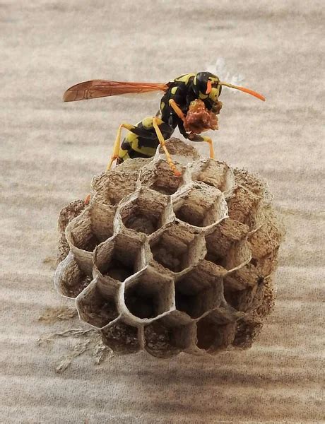 Wasps Build Their Nests Feed Their Larvae Defends Their Territory A