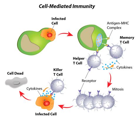 Cell Mediated Immunity Diagram