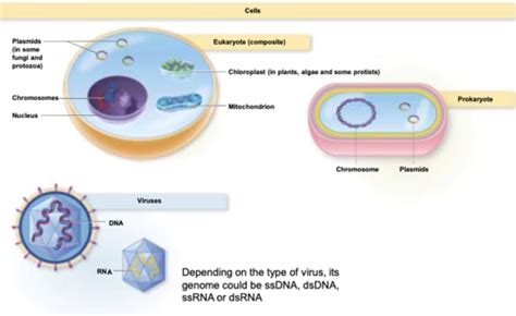 Chapter 8 Microbial Genetics Genetic Engineering Chapter 9