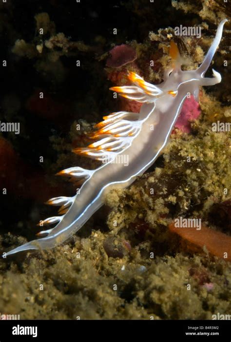 Orange sea slug hi-res stock photography and images - Alamy