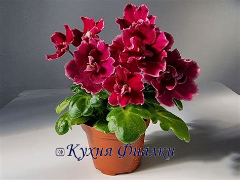 Фиалки Морев, НК, НД, ВаТ, ПТ, ЕК