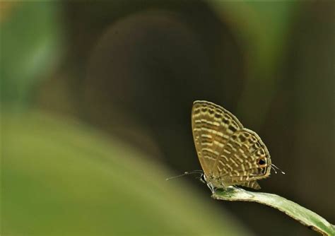 Transparent 6 Line Blue From Tamhini Maharashtra India On September