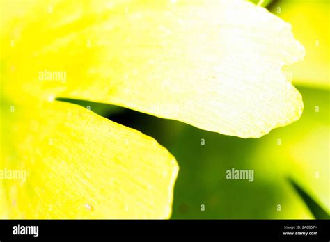 Ginkgo biloba leaf Stock Photo - Alamy