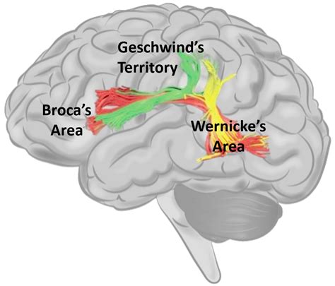 Wernickes Area Brodmann