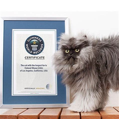 Cat With The Longest Fur Colonel Meow Guinness World Record Holder