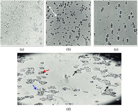 Inverted Microscopic Photographs Of Mcf 7 Cells Untreated A And Download Scientific Diagram