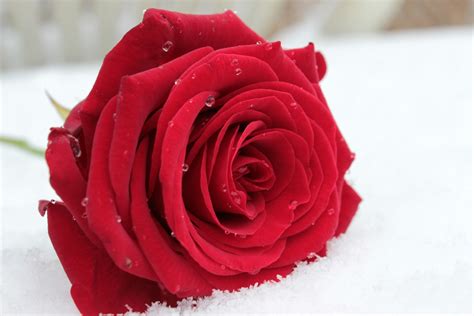 Rose Rouge Sur La Neige Photos Gratuites Fotomeliafotomelia