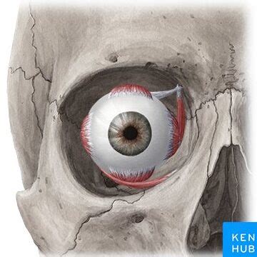 Ojo Partes Externas Y Funciones Del Globo Ocular