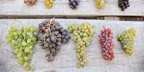 red and white grape varieties • Intovino