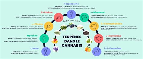 Terp Nes D Finition Bienfaits Et Dangers Uweed