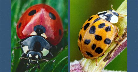 Marienkäfer Invasion aus Asien Diese wichtigen Unterschiede müssen Sie