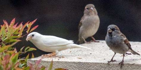 Gambar Burung Gereja Terbang - Gambar Burung